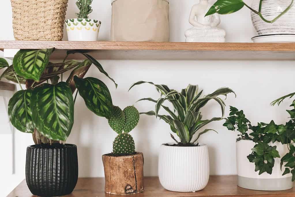 Come creare un angolo verde in casa