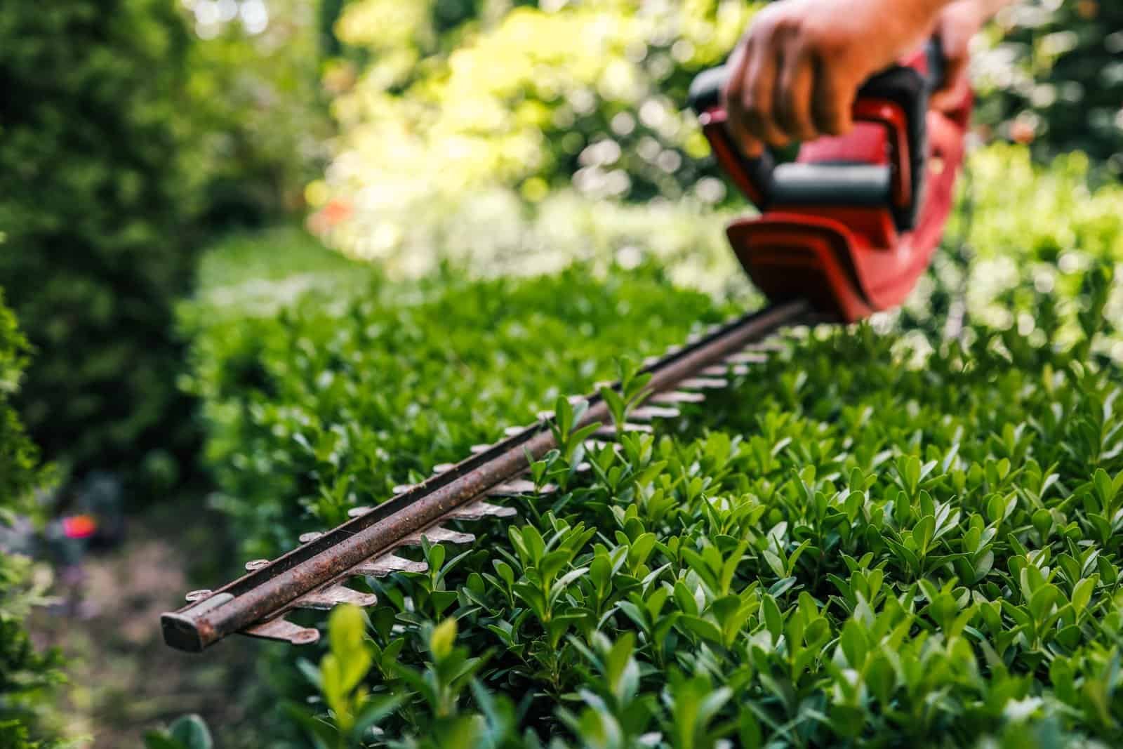 Gli attrezzi indispensabili per il giardinaggio