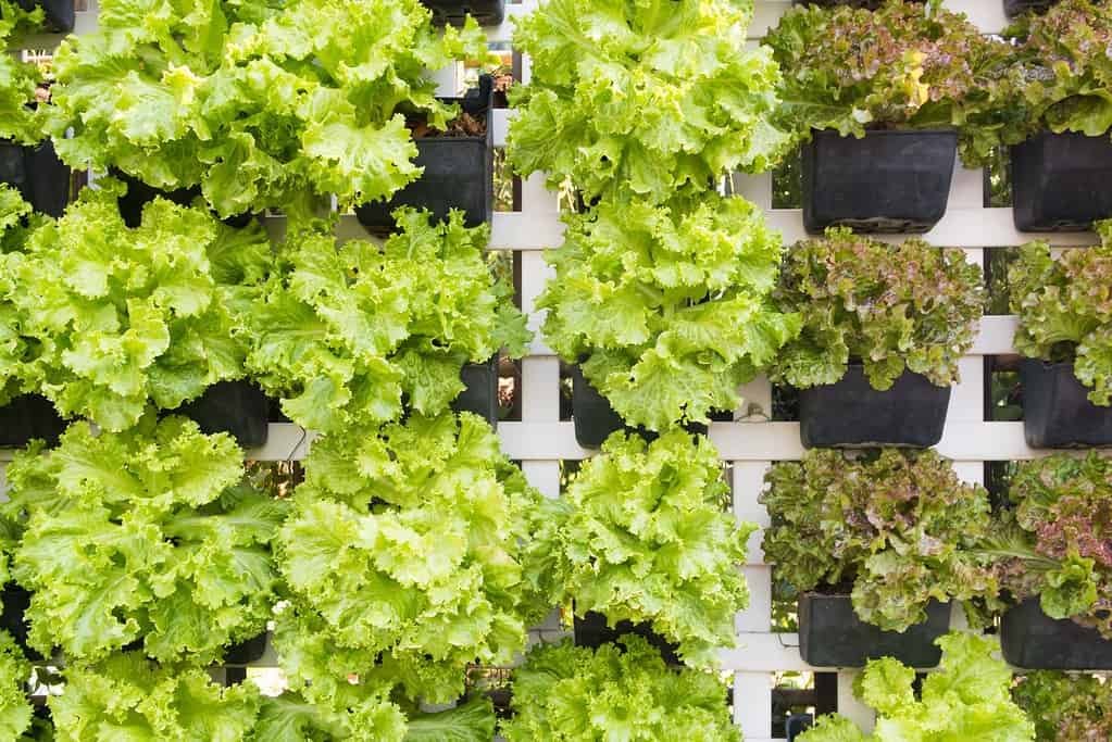 Come creare un giardino verticale in casa