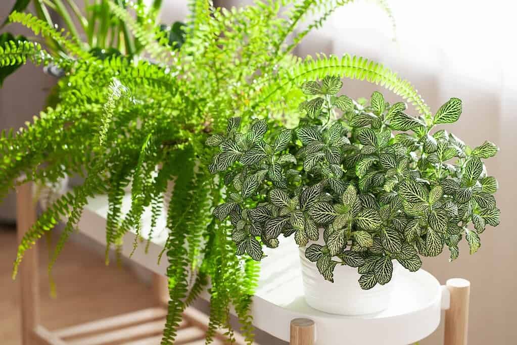 Piante da terrazzo: le migliori per l’estate in arrivo