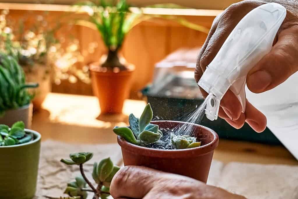 Gli attrezzi indispensabili per il giardinaggio