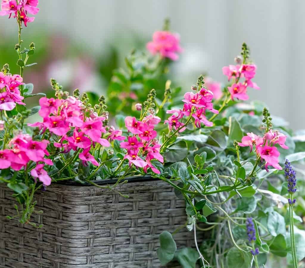 Piante da terrazzo: le migliori per l’estate in arrivo