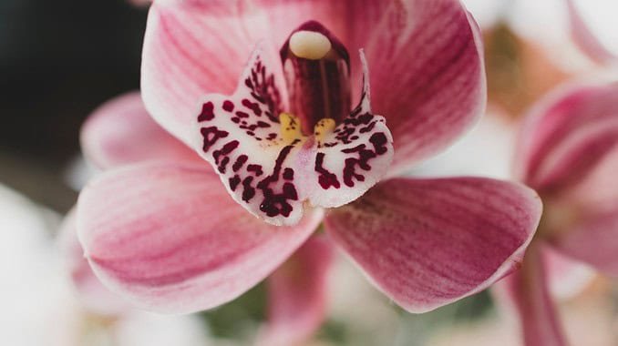 modern-floral-composition-with-elegant-style