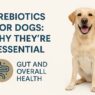 prebiotics for dogs feature