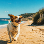 plage chien - repère 60, chien courant sur plage