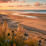 plage de vauville vue dune sable galets golden hour