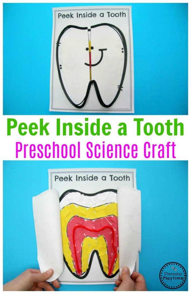 Preschool Tooth Craft - Inside of a Tooth Science. #dentalhealth #preschool #preschoolworksheets #preschoolcenters
