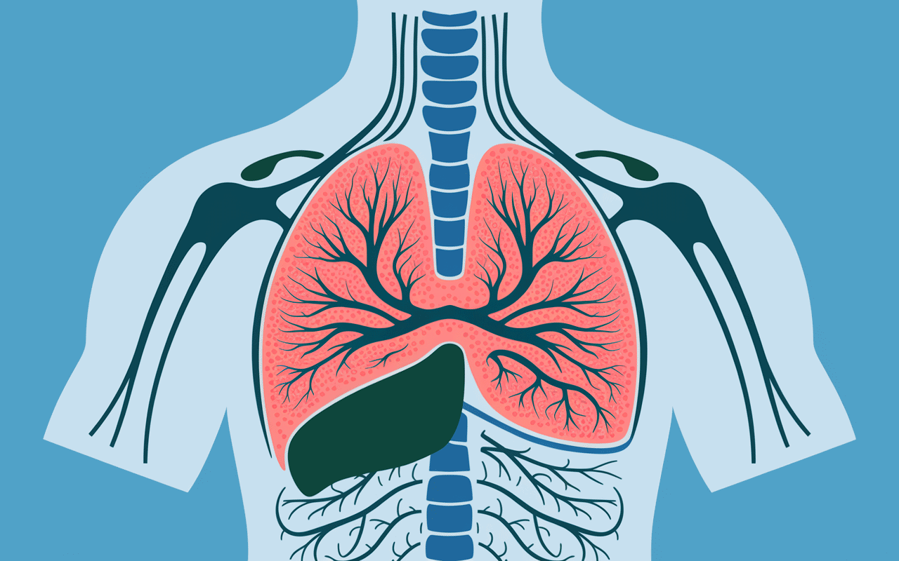 schéma coupe faim estomac fibres mécanismes