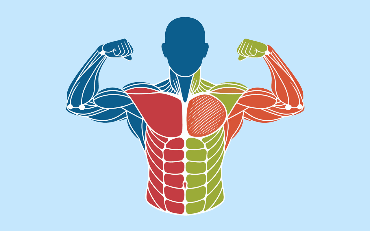 Schema muscles abdos gainage qui fait maigrir