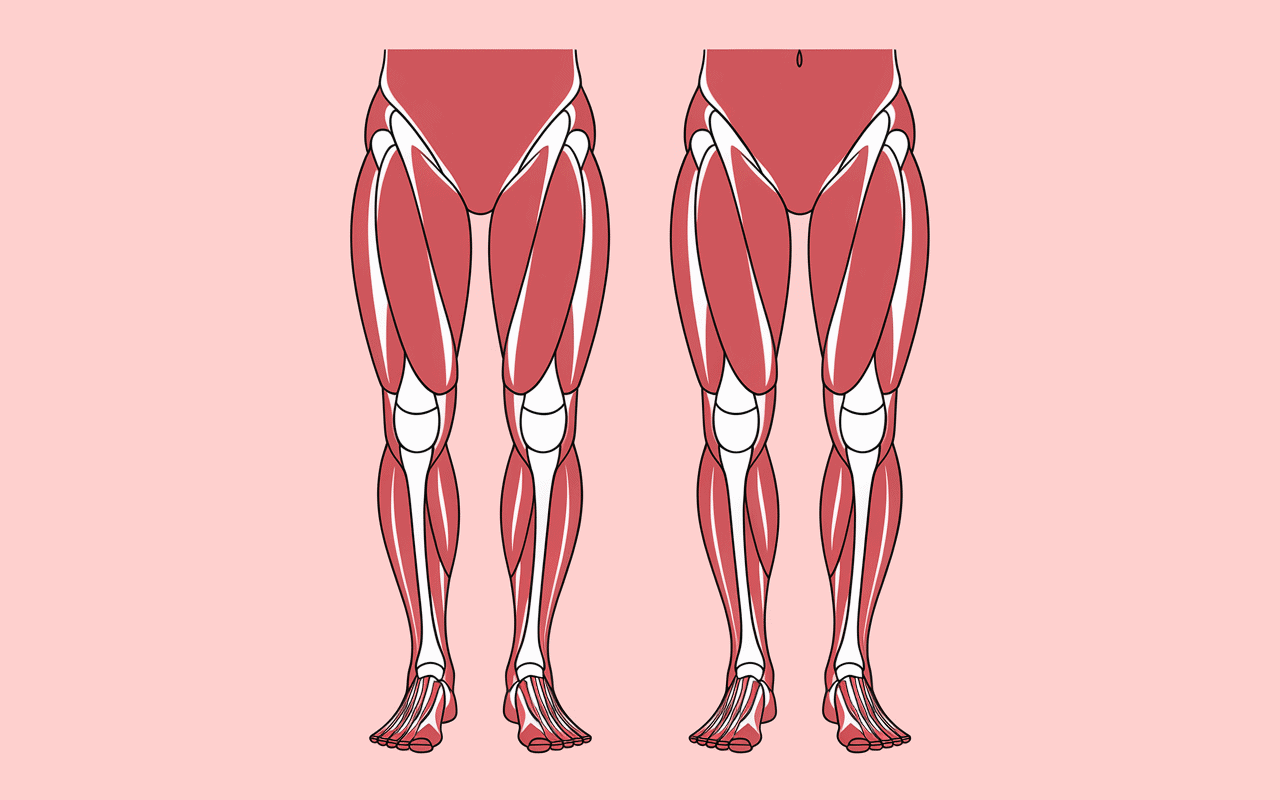 Comparatif mollet court et normal, coupe anatomique