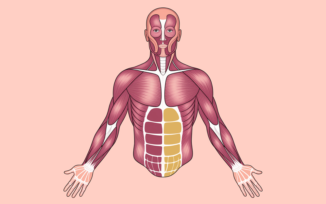 Diagramme muscles machoire muscler sa machoire