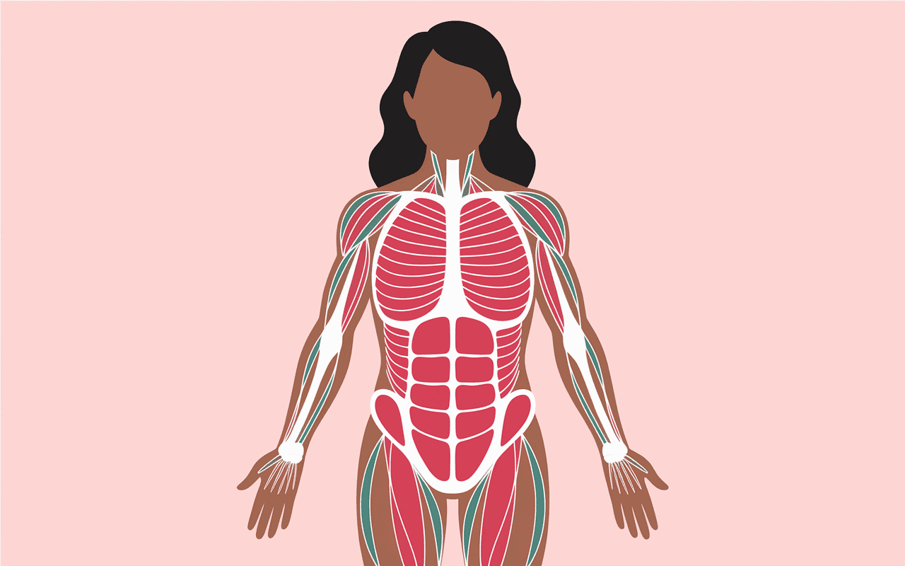 cellulite avant apres musculation evolution schema anatomique