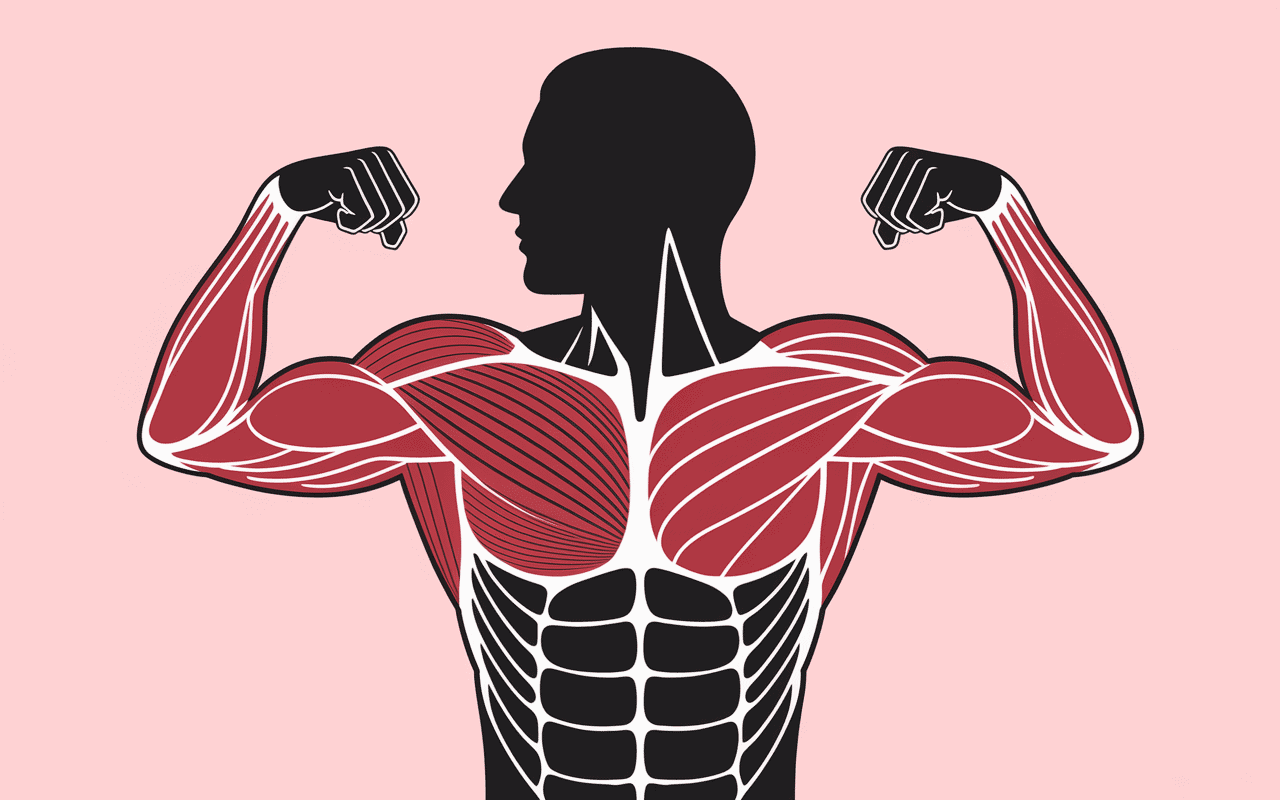 ecarte poulis vis a vis muscles pectoraux illustration