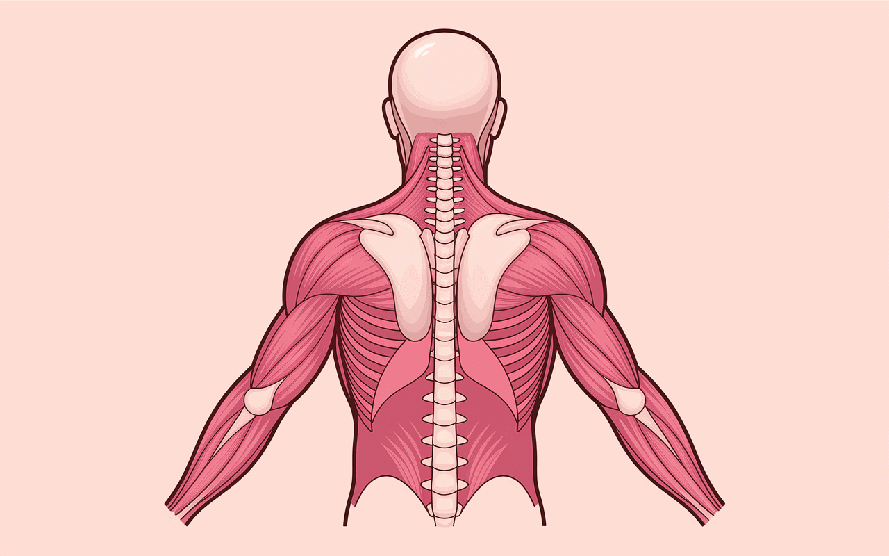 etirement haut du dos zones tension