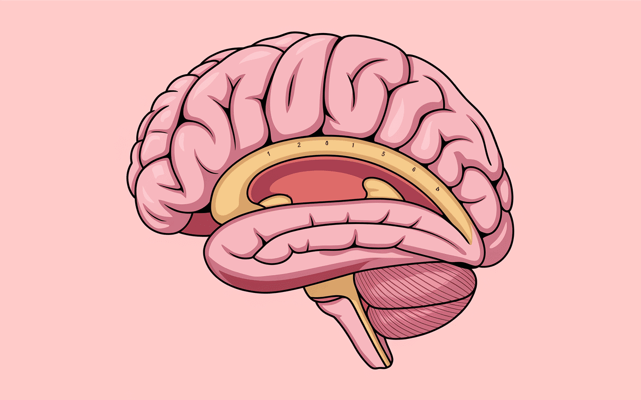 ou sont les lombaires diagramme zoom region lombaire