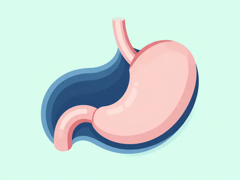 peut on sentir une hernie hiatale au toucher coupe anatomique