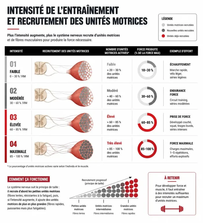 Infographie sur le recrutement des unités motrices et le développement de la force musculation