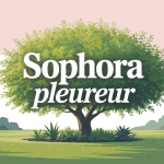 sophora pleureur ornement jardin moderne illustration