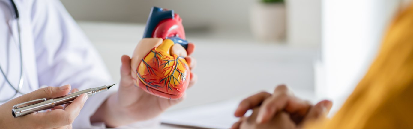 Durante una visita cardiologica il medico mostra al paziente un modello anatomico del cuore