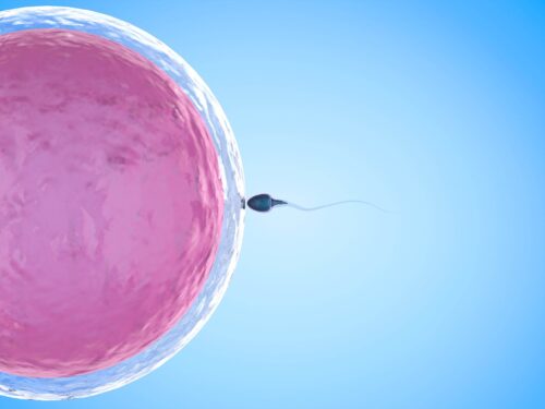 Fecondazione di una cellula uovo da parte di uno spermatozoo per presentare un percorso di procreazione medicalmente assistita