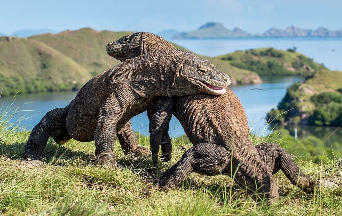 Komodo Island