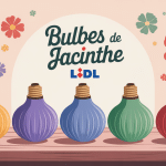 Bulbes jacinthe lidl colorés sur présentoir, illustration lumineuse