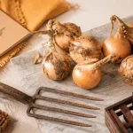 Quand récolter les oignons : oignons mûrs et tuniques, fanes séchées, conservation longue