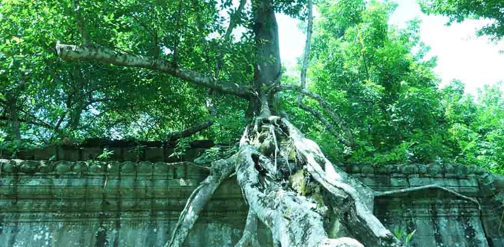 Beng Meal Angkor