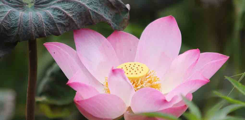 LOTUS FARM