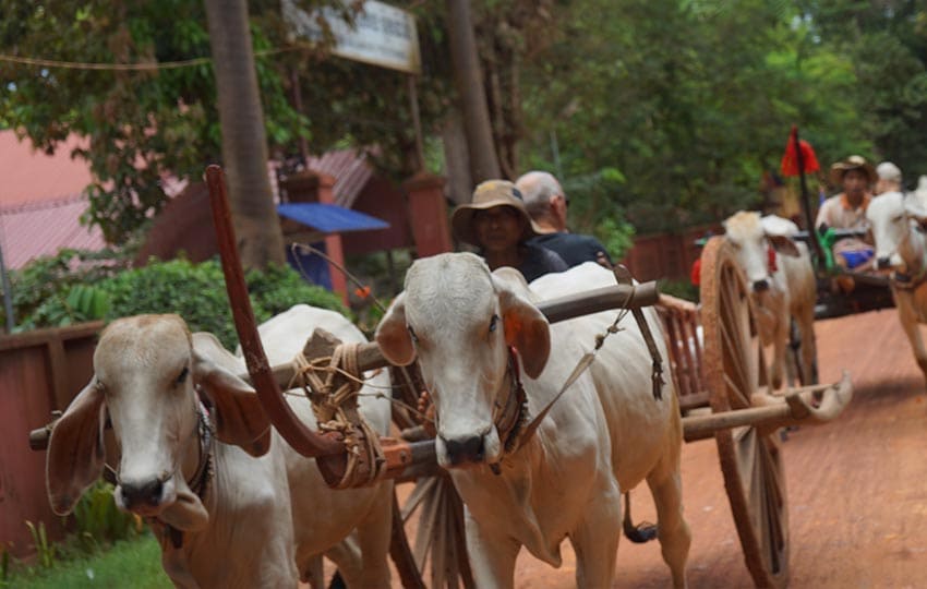 ox cart countryside tour