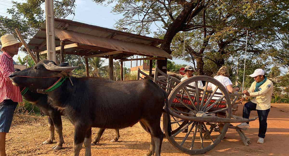 ox cart