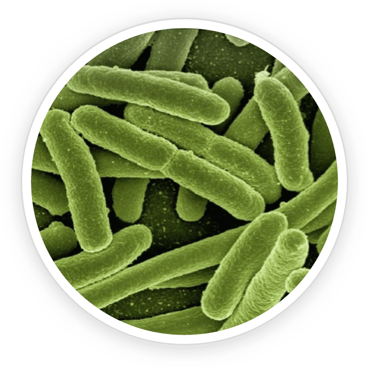 Scientific representation of the B.lactis BL-04® probiotic strain, an essential component of ProDentim for maintaining oral hygiene and healthy sinuses.