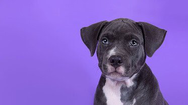 Vendita cuccioli cane staffordshire Bull Terrier