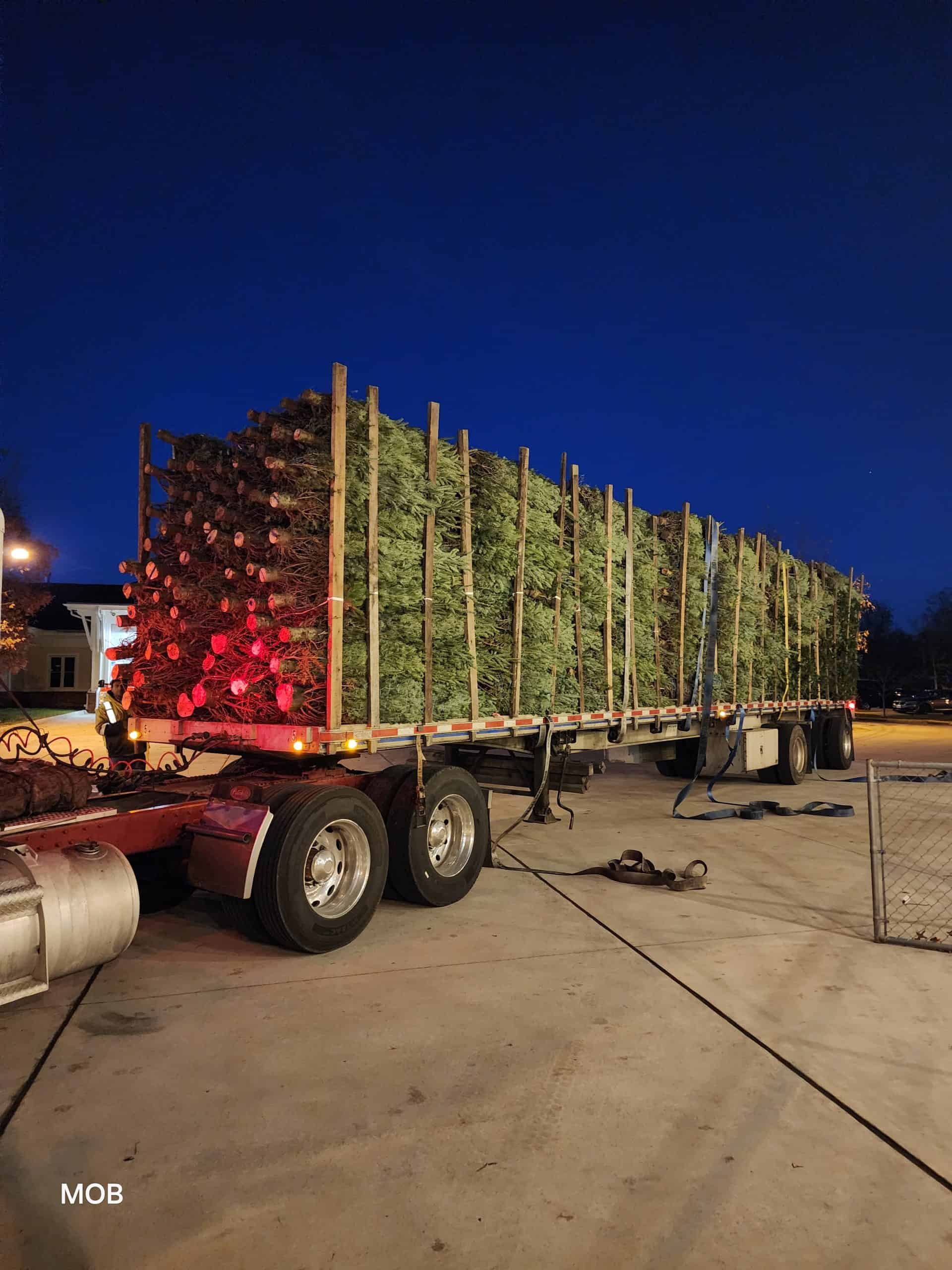 Christmas Tree have “ARRIVED”