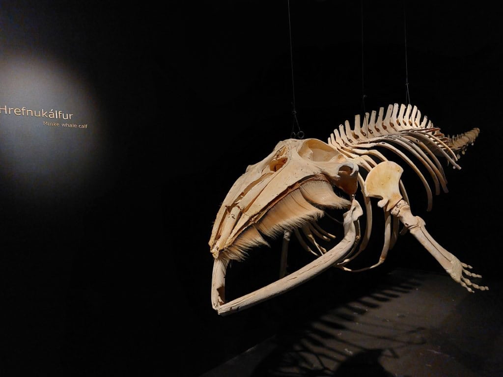 Ancient whale skeleton exhibit at Húsavík whale museum, showcasing marine life history.