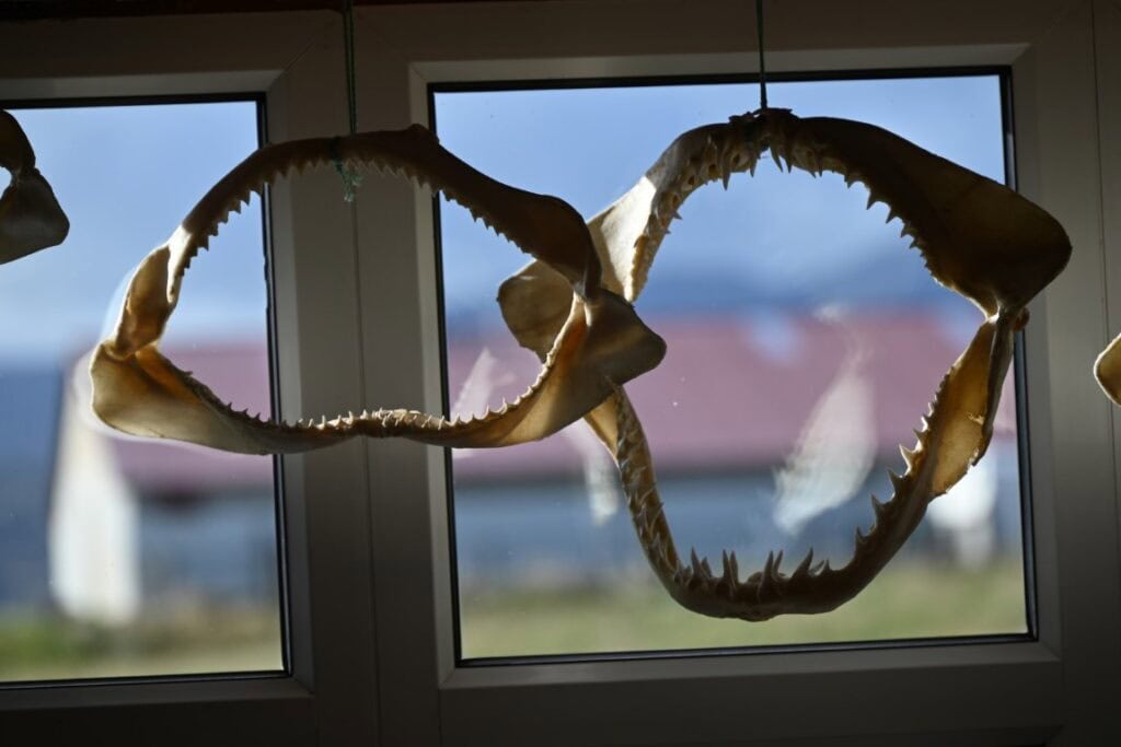 Owl skull hanging in front of window with scenic Icelandic landscape.