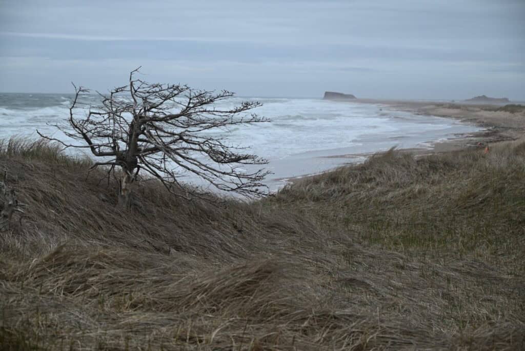 Windswept tree on Îles-de-la-Madeleine coast in May.