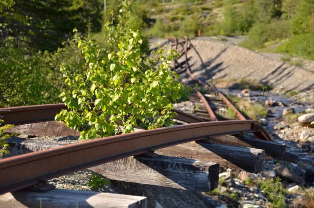 Damaged railway tracks with overgrown greenery near Trinity Train Loop.