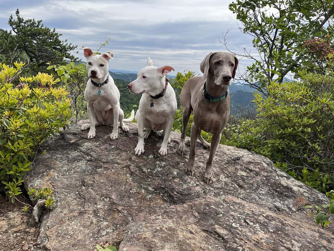 Rae Dogs