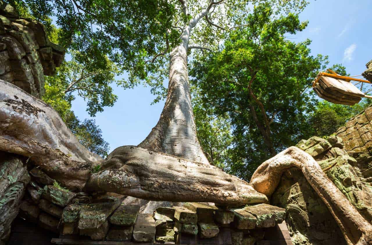jungle temple