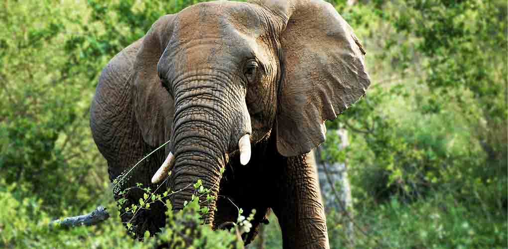 elephant forest