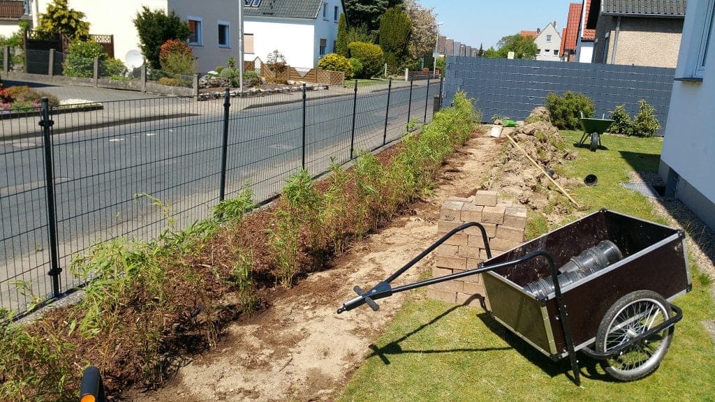 Bambushecke Bambus Fargeseia rufe Hecke blickdicht wachstum pflege