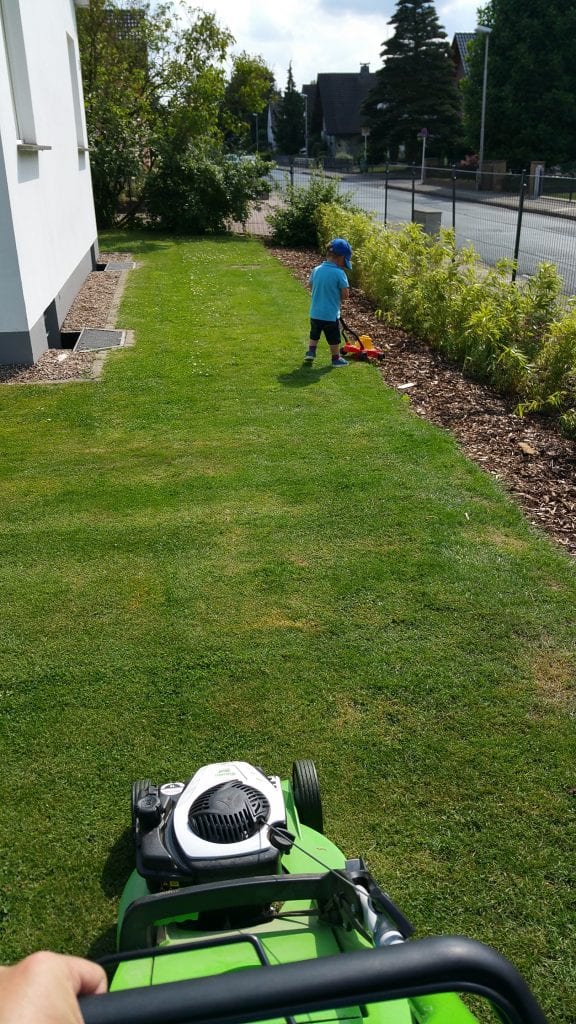 Bambushecke pflanzen Fargesia rufa Hecke Bambus