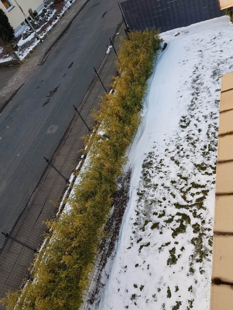 Bambushecke Bambus Fargeseia rufe Hecke blickdicht wachstum pflege