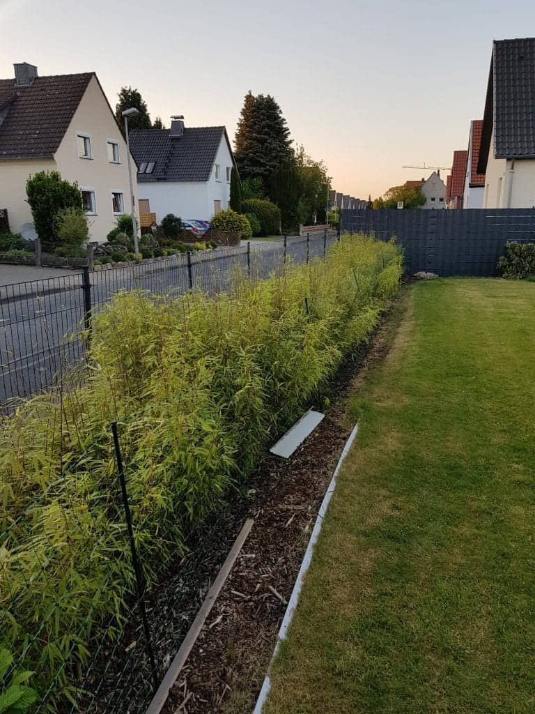 Bambushecke pflanzen Fargesia rufa Hecke Bambus