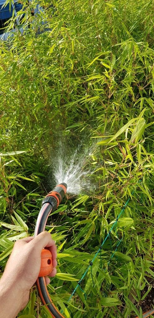 Bambushecke Bambus Fargeseia rufe Hecke blickdicht wachstum pflege