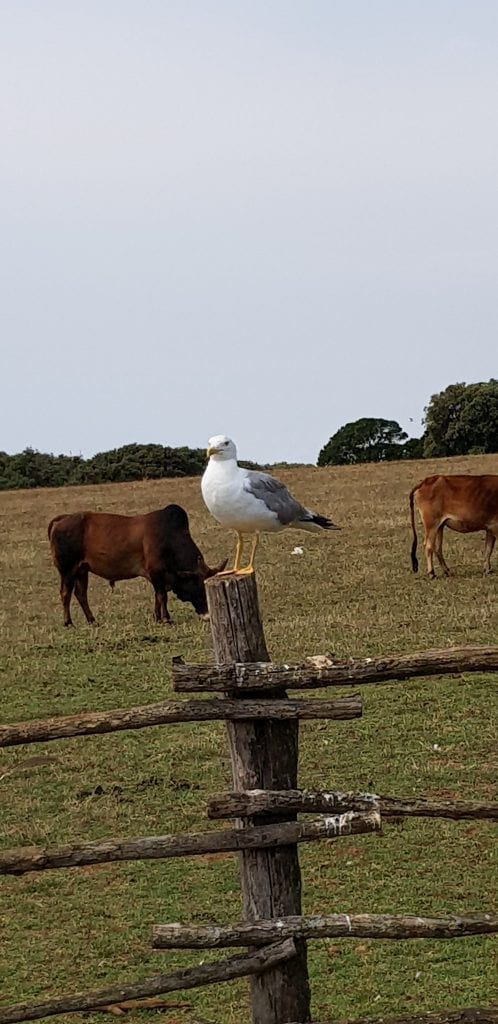 Nationalpark Brijuni