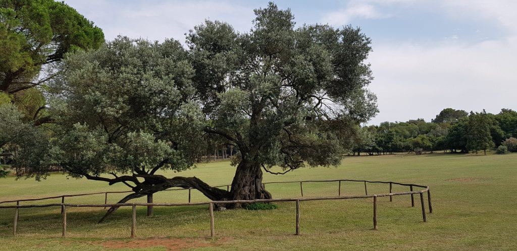 Nationalpark Brijuni