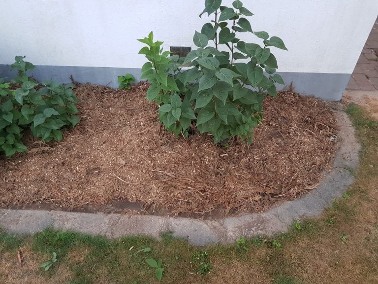 Mit Scheinzypresse mulchen