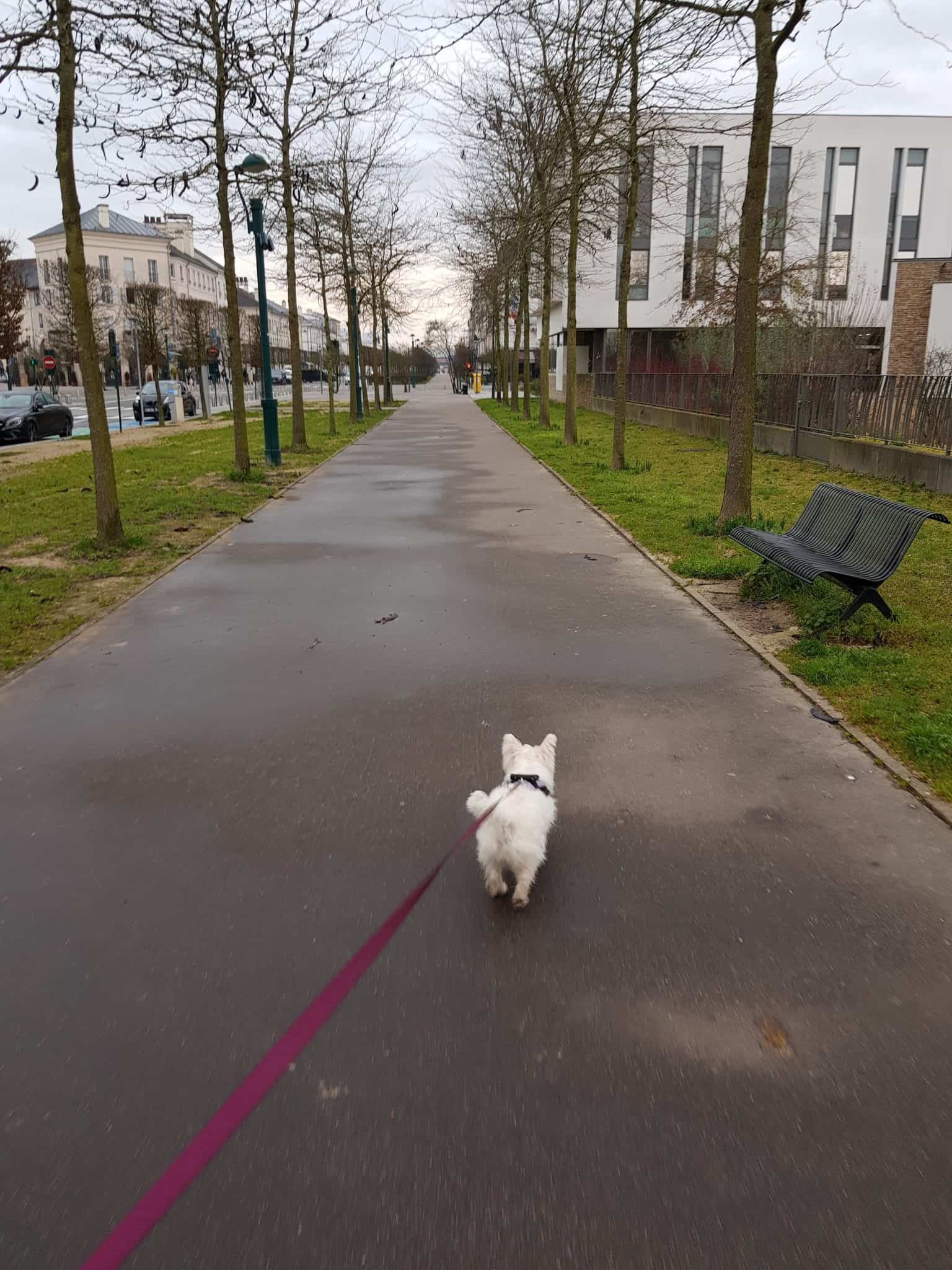 Disneyland Paris mit Hund Serris hundefreundliche Hotels disney